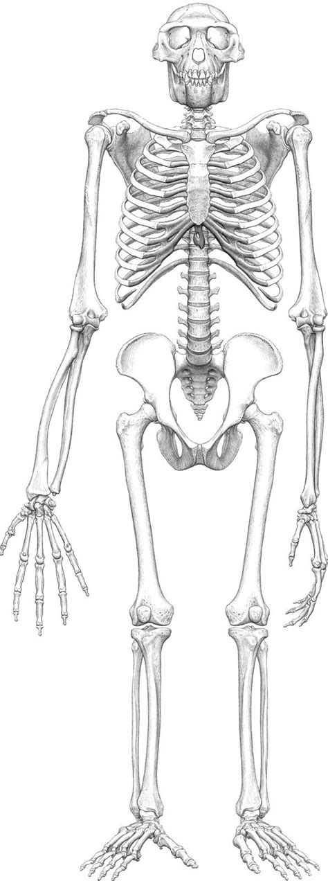 ardipithecus ramidus skeleton